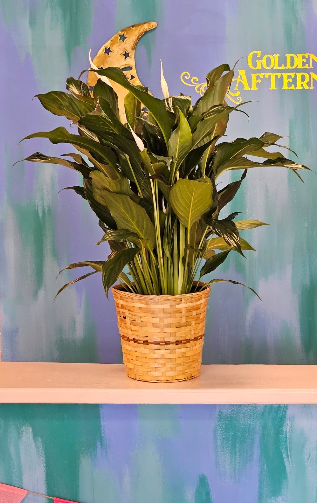 philodendron gabb Philodendron hederaceum 'Gabby'