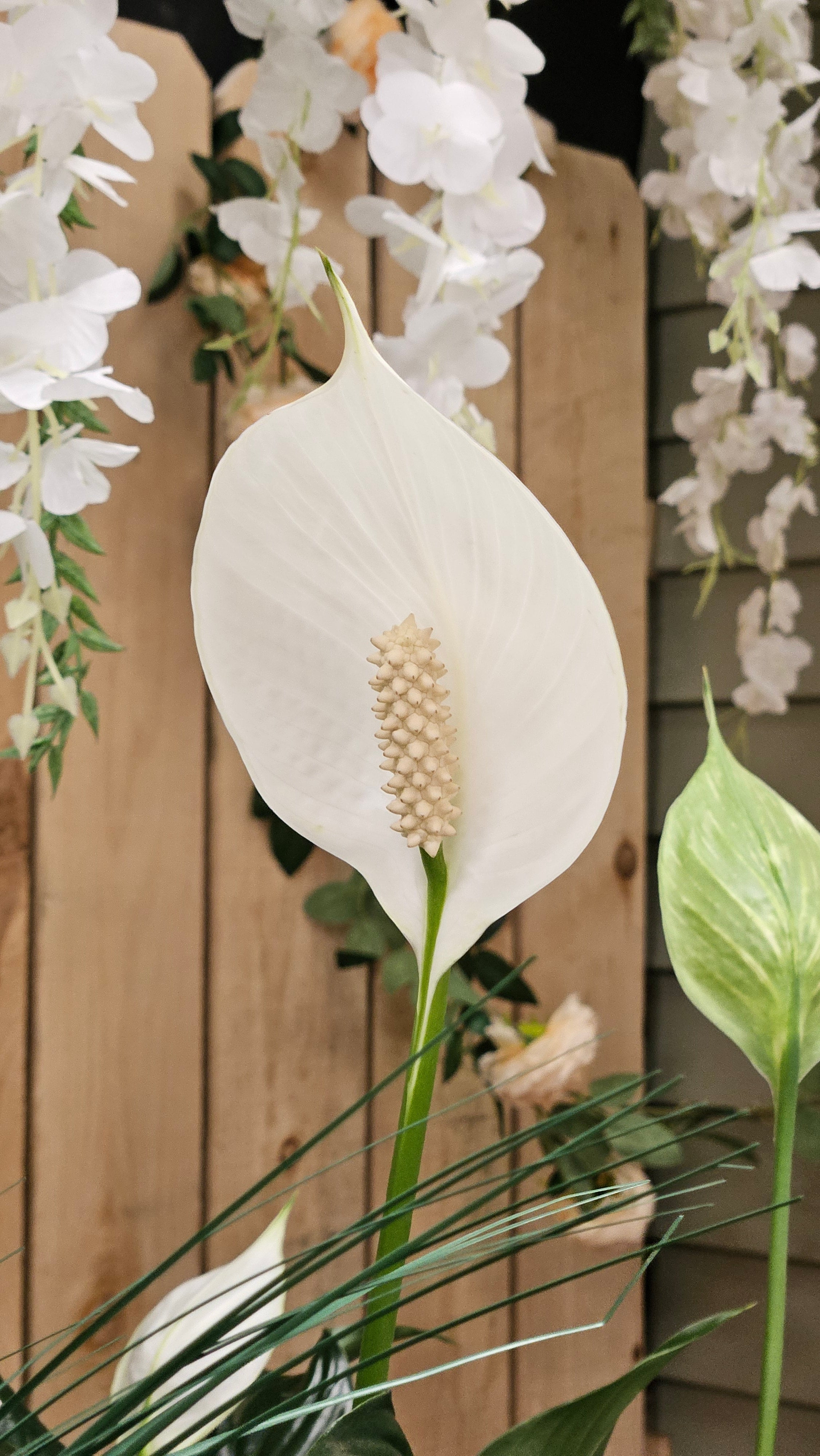 buy monstera deliciosa sydney Buy Monstera Deliciosa Online in Australia – Queens Garden Centre