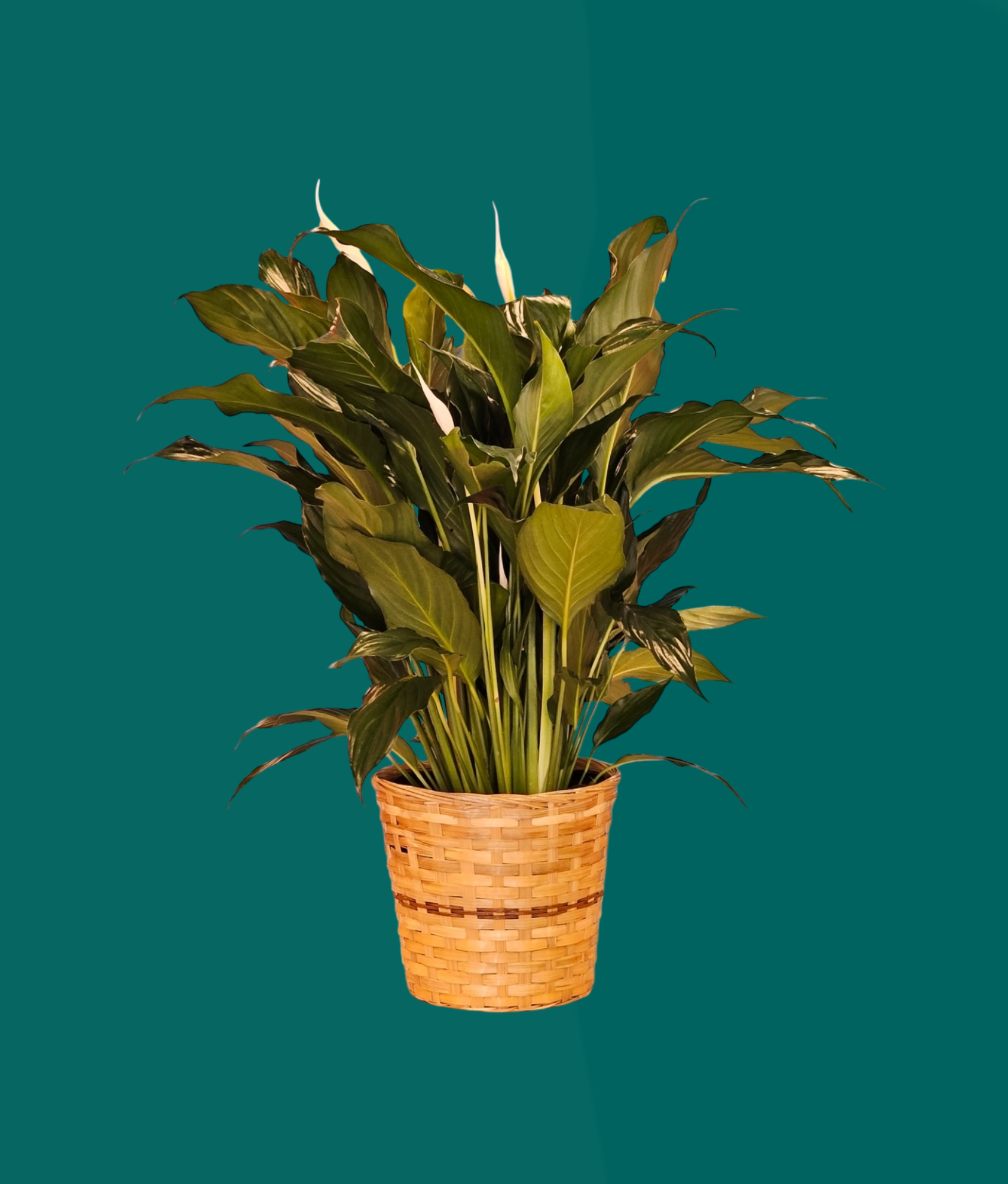 Peace Lily (Spathyllium) Sympathy Funeral Plants | Golden Afternoon -  Highland Florist